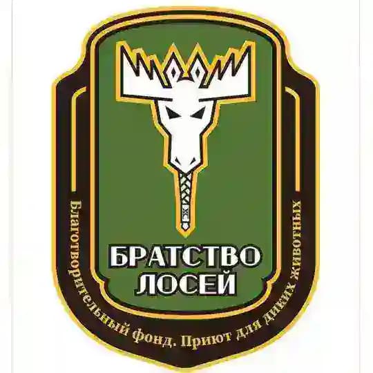 🫎 Братство лосей 🫎