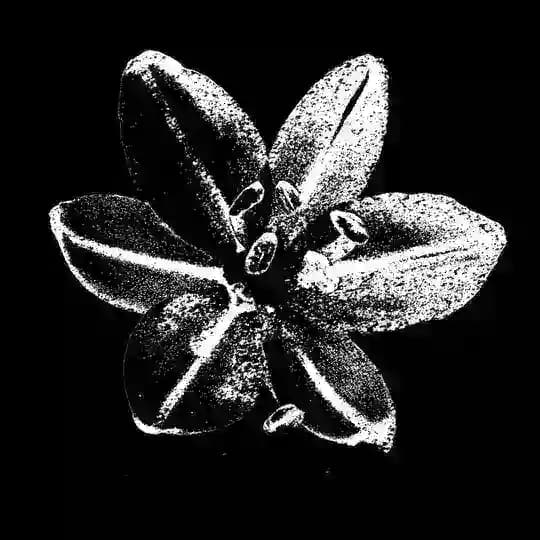 Asphodel