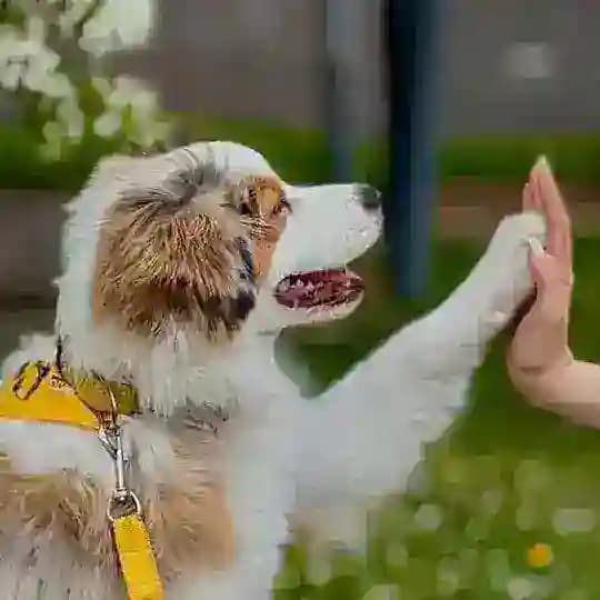 Аусси Ария🐾🤍