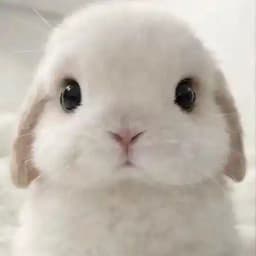 batchbunni โก Profile