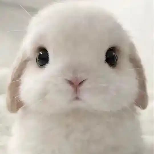 batchbunni ♡