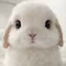 batchbunni ♡
