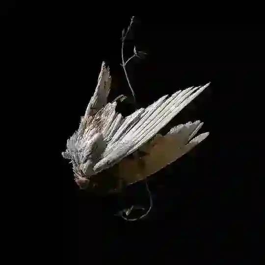 the falcon of light