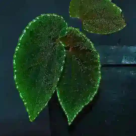 BEGONIA_PLANTS