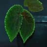 BEGONIA_PLANTS