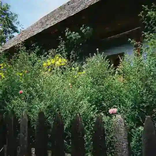 ВИШНЯ