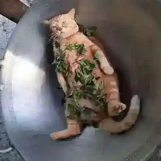 блитя