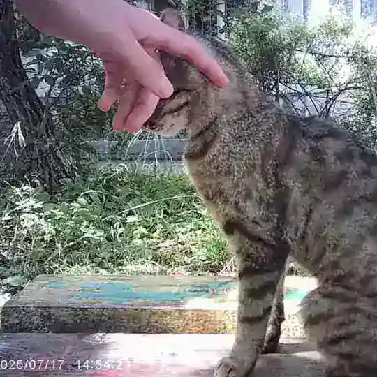 ррома свмж