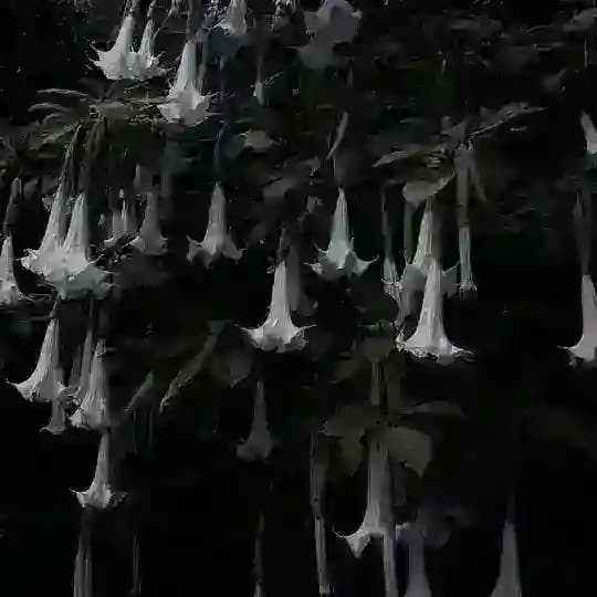 Солевой и его тыковки