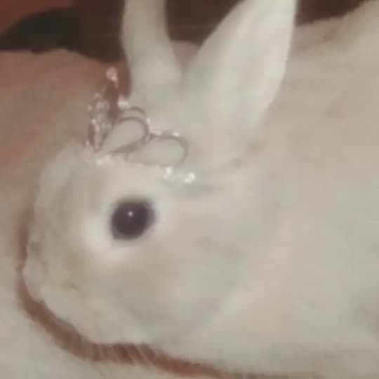 bunny burrow boutique