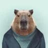 Capibara drop