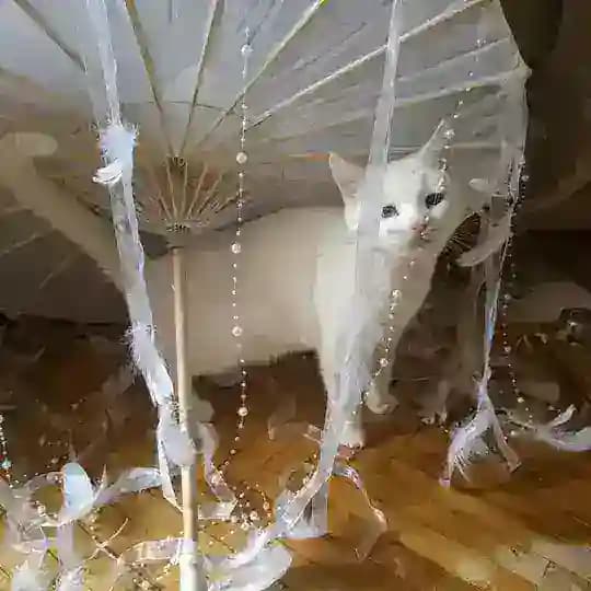 фанклуб дария
