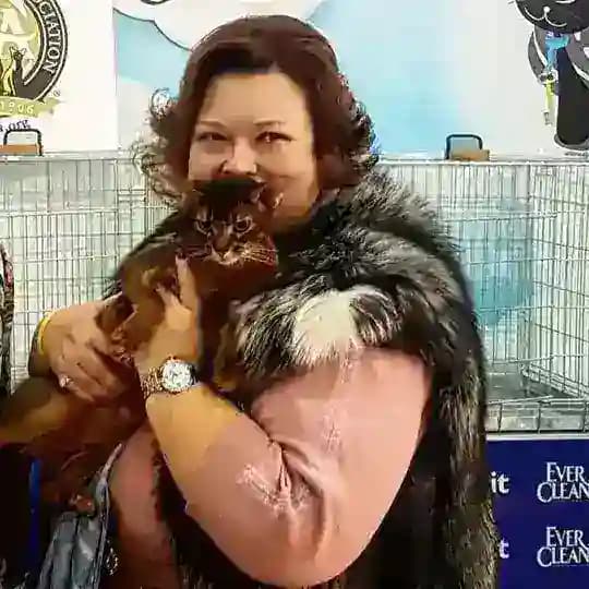 Купить Абиссинского котенка Питомник Darlen Fleur
