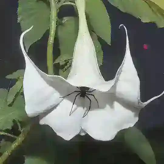 datura cinematic