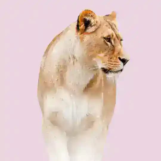 Discipulando Leoas 🔥