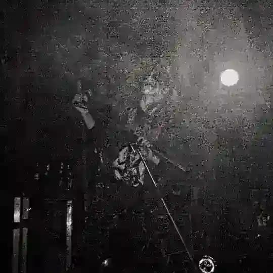 dezcut