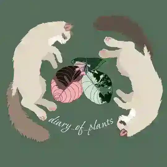 diary_of_plants | Редкие Вариегатные Алоказии
