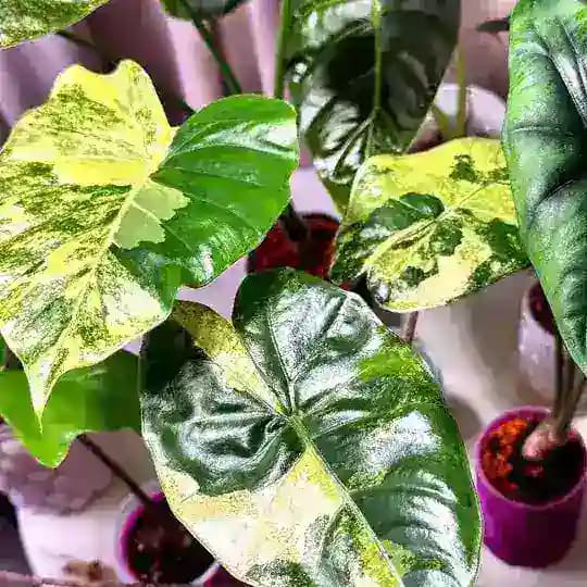 🪴Dragon Plants🪴 | sales