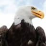 Eagle team Standoff 2