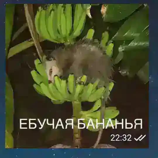 Ксехина €бучая бананья