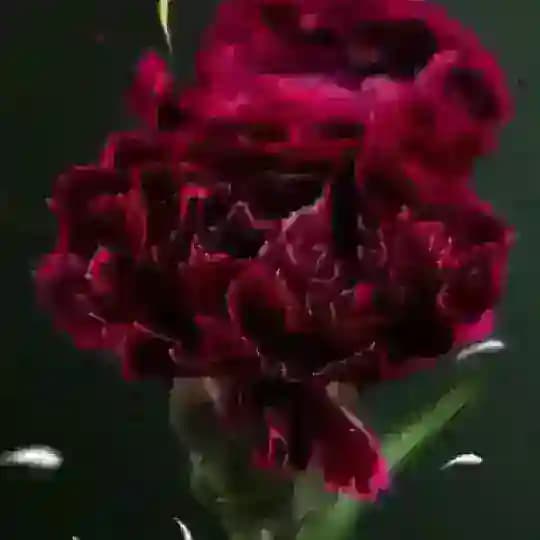 "عبـارات راقيه ❤️✍
