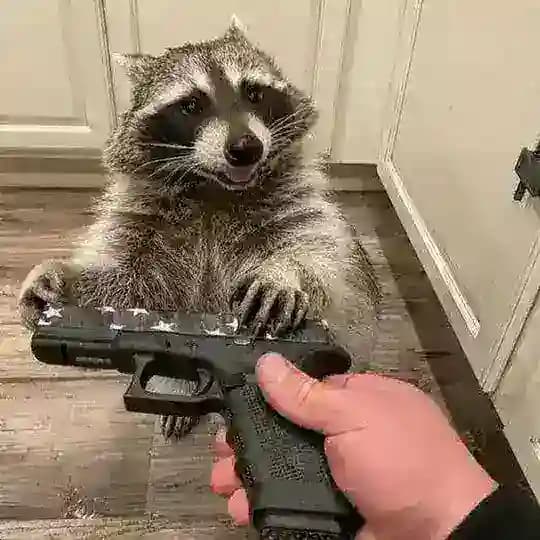 Будка енота
