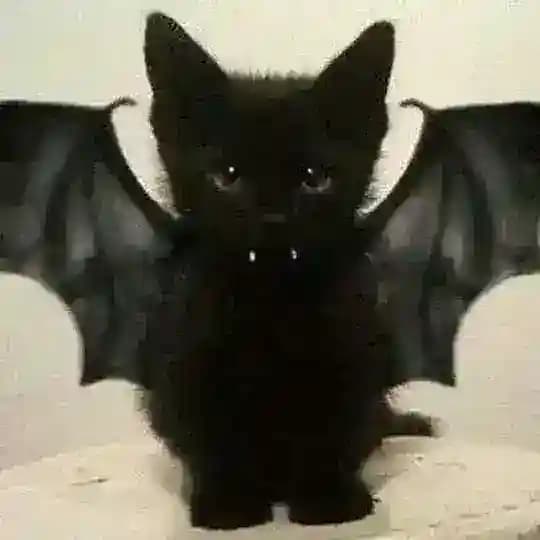 f1nmeow #MOTORHEADS
