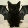 f1nmeow #MOTORHEADS