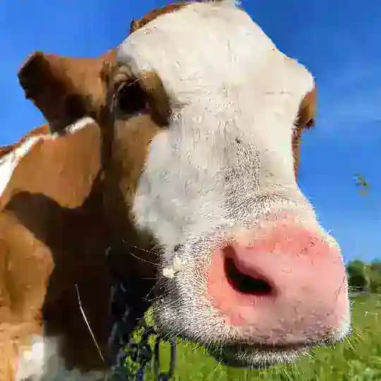 Ферма_64 🐮