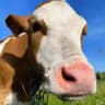 Ферма_64 🐮