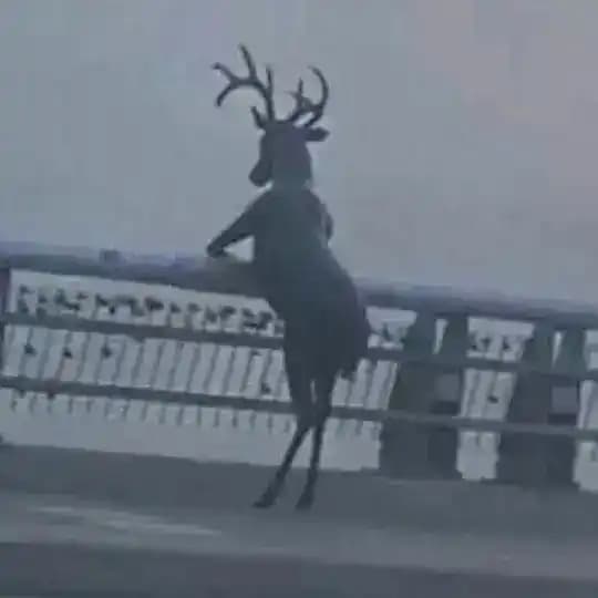 Аленьево