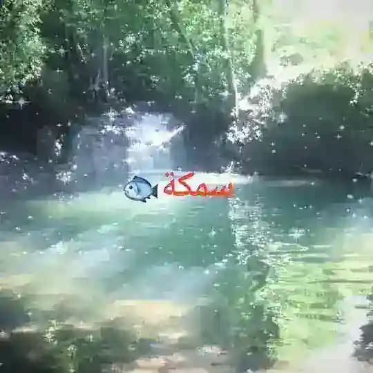 PoL ETO Akvarium🐬🐳🐟