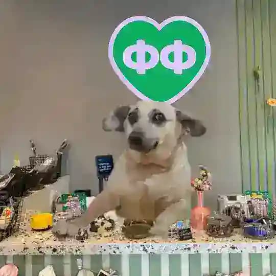 севодня всё бесплатновое! ‘ФЛАФФИК’