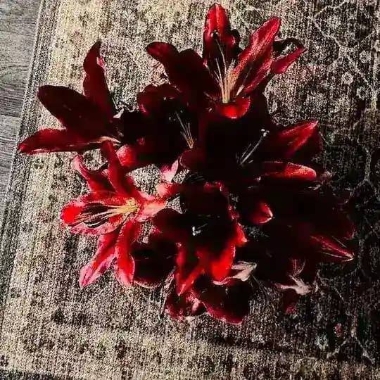 ۶ৎ flowristm: OPEN ♡