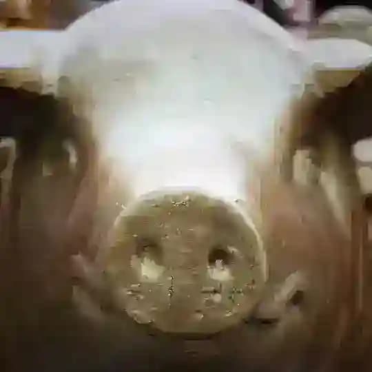 йоши brambor
