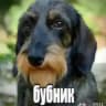 гастицид