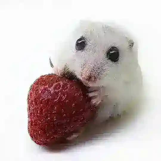 antosha