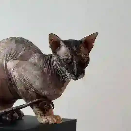 Глашин магазин