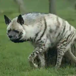 Helig Profile