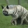 Helig