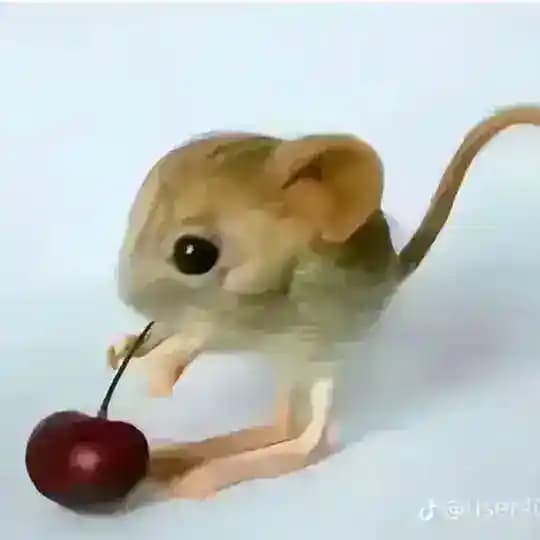 |💜|Феномен