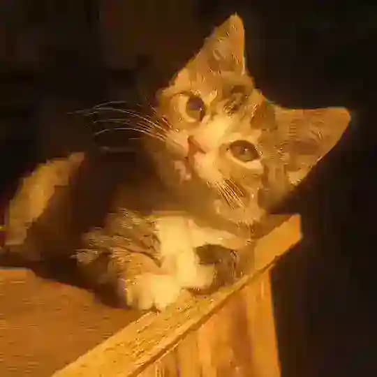 Химепукость