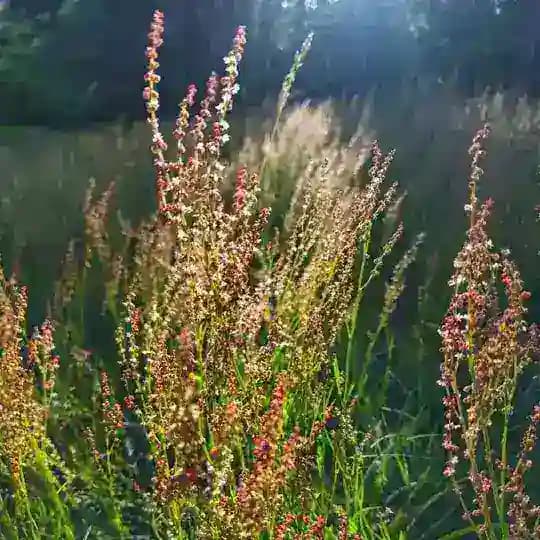 🌿Дом Иджи🌿