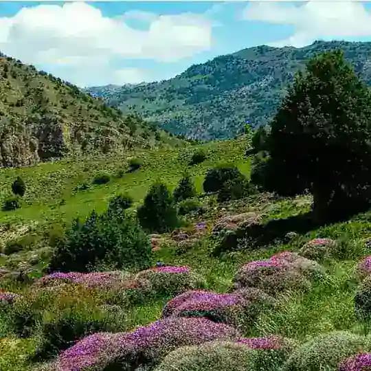 هنر کوردی خراسان