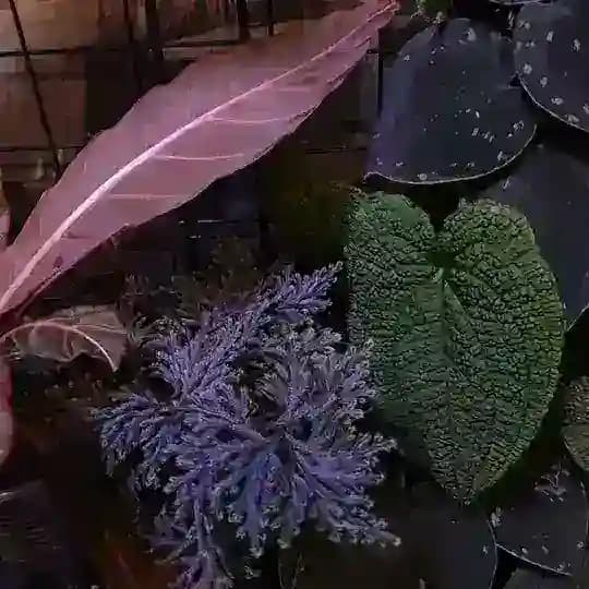I'm lost in a forest