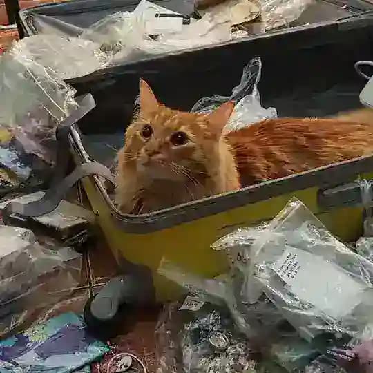 Птаха учится летать 🐥