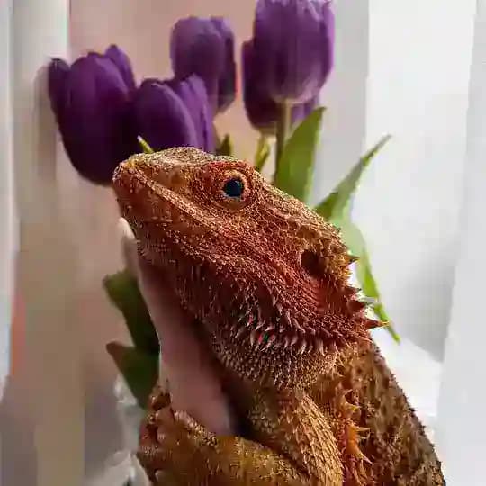 🦎𝙰𝚐𝚊𝚖𝚊𝚜 𝚂&𝚂🦎