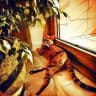 Katsumi_cat&plant