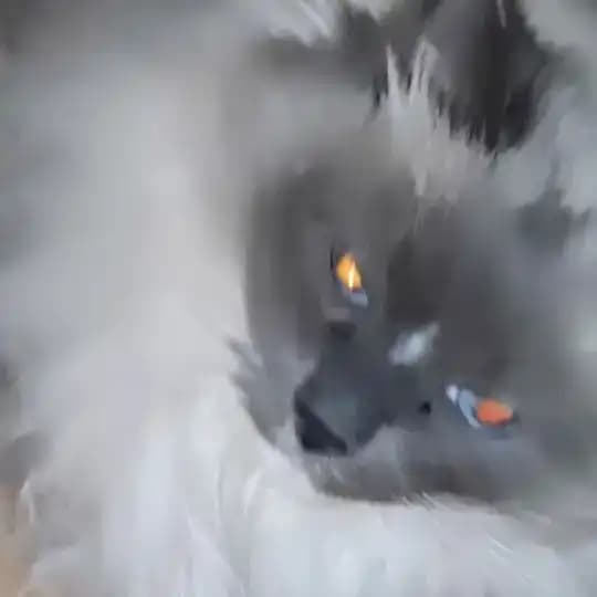 кааазик