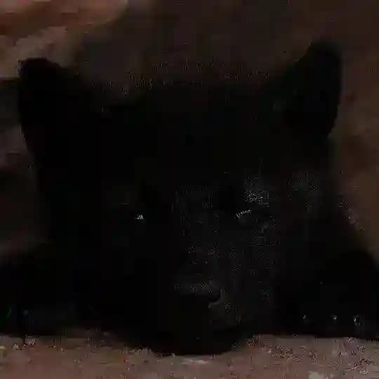 🐺 Кексик Forever 🐺